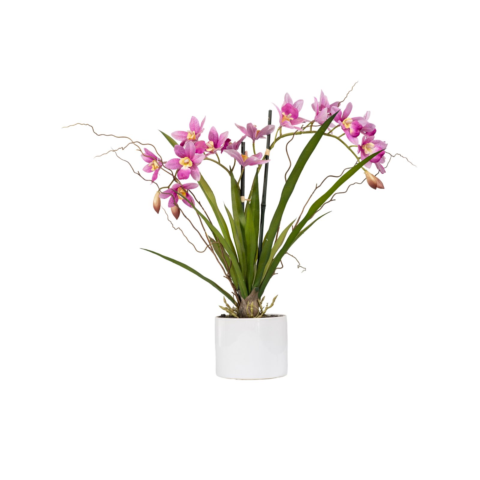 Potted Pink Cymbidium Orchid in Ceramic Cylinder