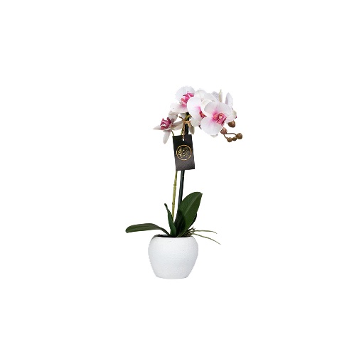 Potted White & Magenta Phalaenopsis Orchid